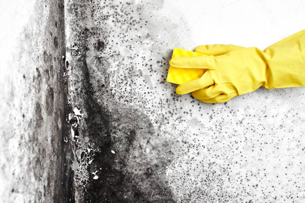 Best Home Mold Removal  in Mauston, WI