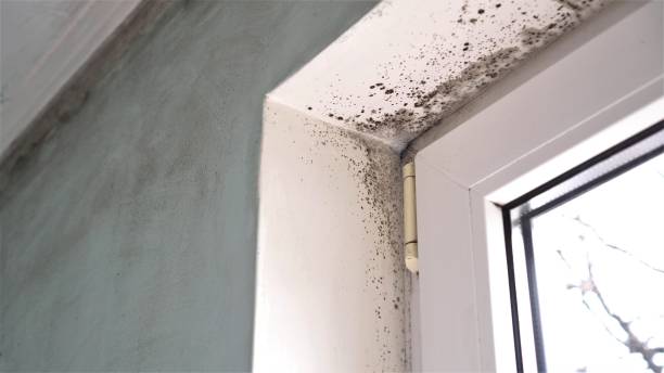 Best Certified Mold Removal  in Mauston, WI