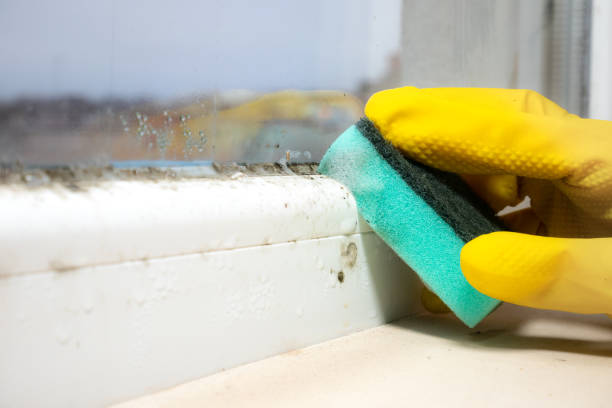 Best Attic Mold Removal  in Mauston, WI