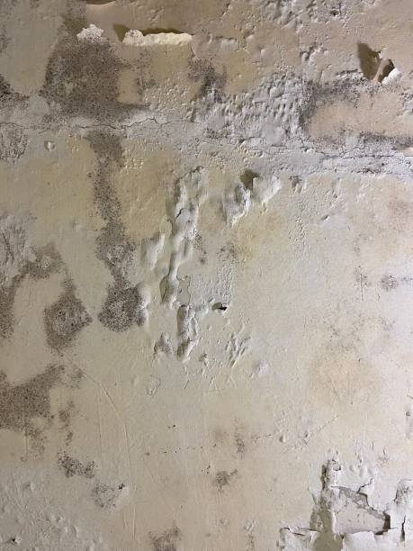 Best Best Mold Removal Companies  in Mauston, WI