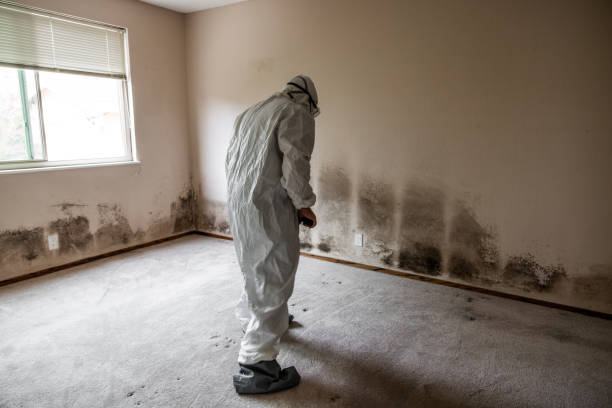 Best Black Mold Removal  in Mauston, WI