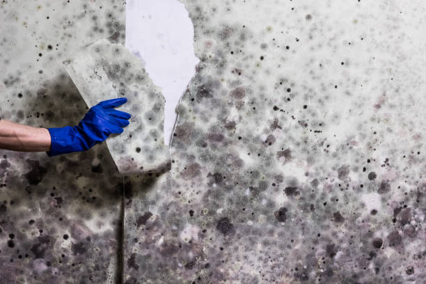 Office Mold Removal Services in Mauston, WI