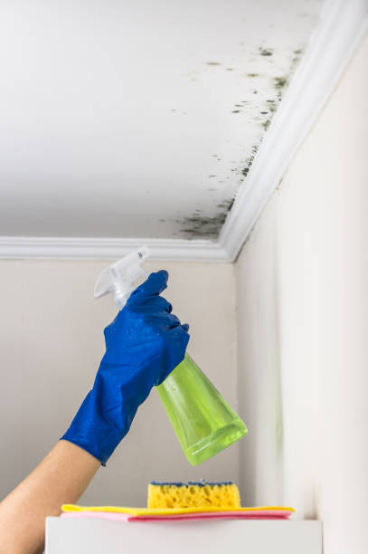 Mold Testing and Removal in Mauston, WI