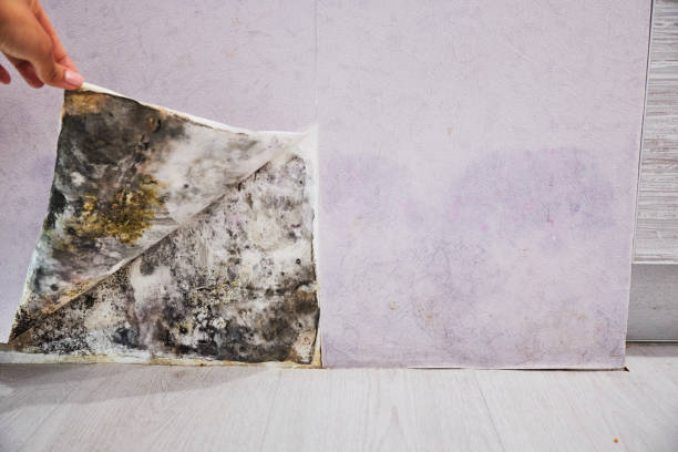 Best Affordable Mold Removal  in Mauston, WI